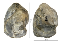 Platythiris comptonensis